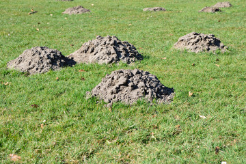 molehill on field
