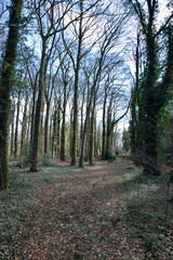 Sunlight in the green forest, spring time