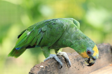 Guyane - Zoo - Aout 2014