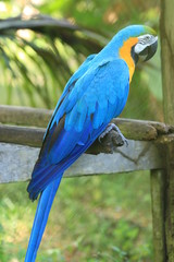 Guyane - Zoo - Août 2014