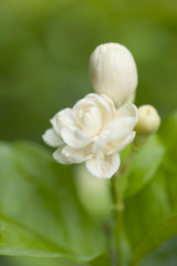 Obraz na płótnie Canvas Arabian jasmine, soft focus
