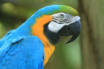 Guyane - Zoo - Août 2014
