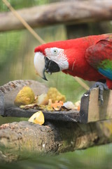 Naklejka premium Guyane - Zoo - Août 2014