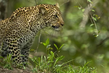 Rolgordijnen cucciolo di leopardo © mazu45