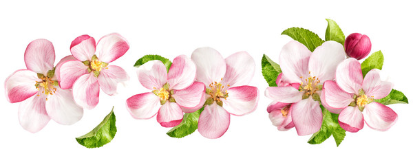 Fototapety  Jabłoń kwitnie z zielonymi liśćmi. Zestaw wiosennych kwiatów