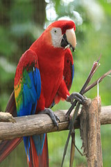 Guyane - Zoo - Août 2014