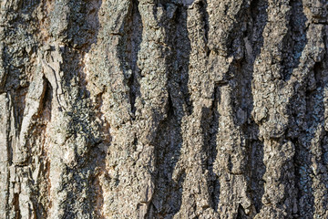 Detail on the bark of a big old tree