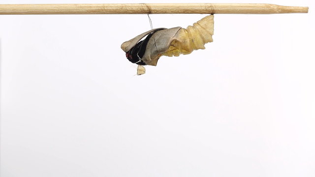 Close up of golden birdwing butterfly emerging (part 2 of 2)