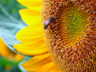 Close Up Honeybee on a Sunflower - 80602871