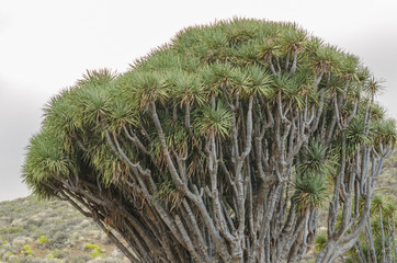 Drago tree in the Canary Islands