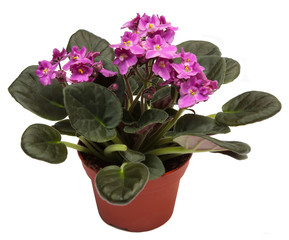 Violets. Home indoor plant in flowerpot isolated on a white
