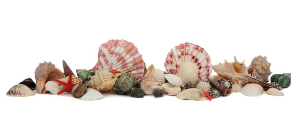 Seashell isolated on white background.