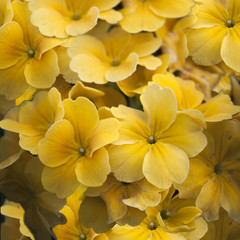 Fototapeta na wymiar Yellow calibrachoa flowers