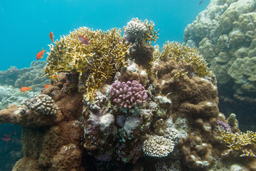 Naklejka na ściany i meble coral reef in tropical sea , undrerwater