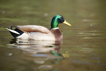 Mallard, Anas platyrhynchos