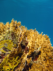 Naklejka na ściany i meble coral reef with fire coral, underwater
