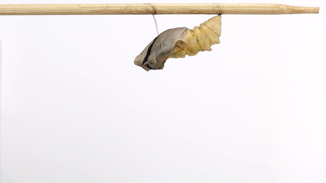 Close up of golden birdwing (Troides aeacus) butterfly emerging