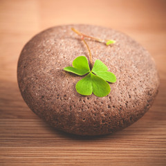 Closeup clover leaf on wooden background.