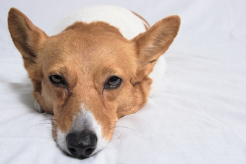 Sleepy corgi with head on ground