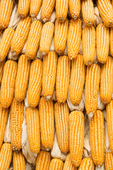 Fototapeta na wymiar Yellow dried corn bundle together texture