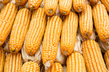 Yellow dried corn bundle together texture