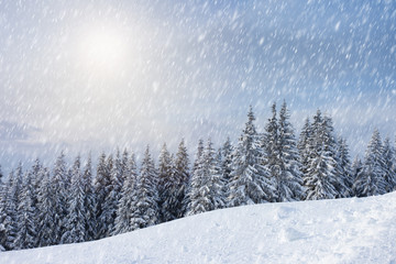 Naklejka premium winter