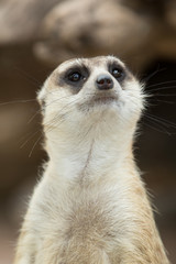 Fototapeta premium Close up on watchful meerkat stading guard