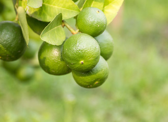 lime tree