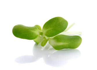 sunflower sprout isolated on white background