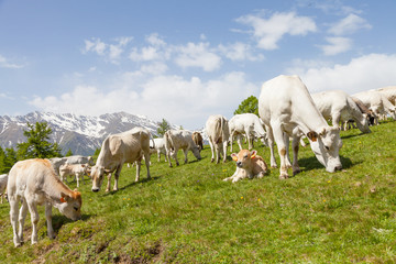 Obraz premium Free calf on Italian Alps