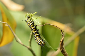 Monarch butterfly caterpillar