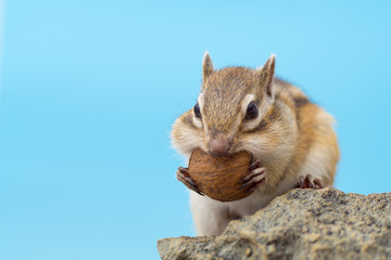 クルミを食べるシマリス © stockfoto