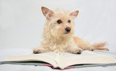 Tan terrier dog laying on open book