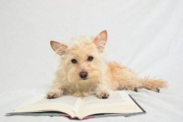 Terrier with paws on open book looking down at book