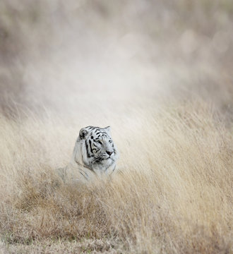 White Tiger