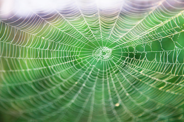 Das Netz einer Spinne