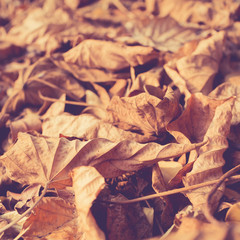 autumn leaves background