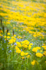 Obraz premium Blumenwiese mit Löwenzahn