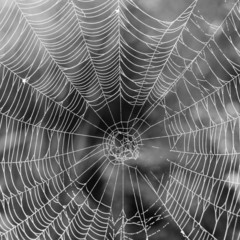 Das Netz einer Spinne