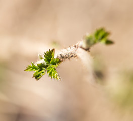 young shoot on raspberries