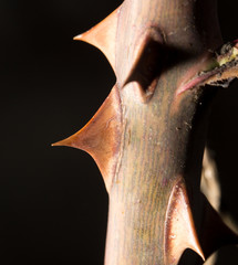 thorns on a branch plant