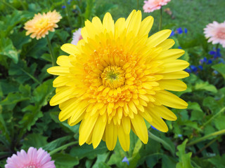 colorful flowers on the park
