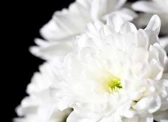 beautiful white flower as a background. close-up