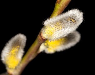 Willow on a black background