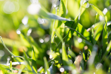 drops of dew on the grass