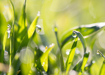 drops of dew on the grass