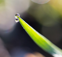 drops of dew on the grass