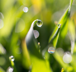 drops of dew on the grass