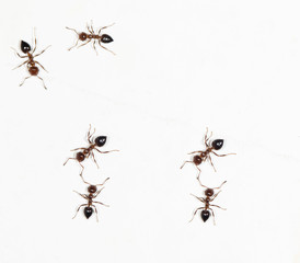 ants on a white wall. close-up