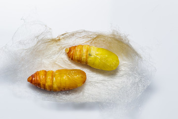 Molted cocoons of atlas moth